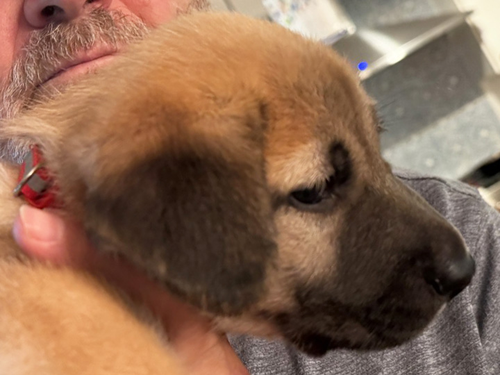 chinook puppy
